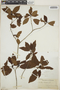 Croton lucidus L., Cuba, A. S. Hitchcock, F