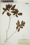 Croton lucidus L., Cuba, J. A. Shafer 7941, F