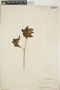Croton lucidus L., Cuba, J. G. Jack 4370, F