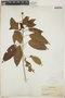 Croton lucidus L., Cuba, C. L. Pollard 292, F