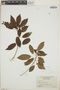 Croton lucidus L., Cuba, N. L. Britton 12484, F