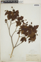Croton lucidus L., Cuba, A. S. Hitchcock, F