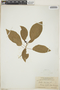 Croton lucidus L., Jamaica, N. L. Britton 2436, F