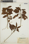 Croton lucidus L., Cuba, J. A. Shafer 1504, F