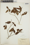 Croton lucidus L., Cuba, J. A. Shafer 645, F