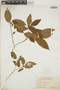 Croton lucidus L., Jamaica, N. L. Britton 1916, F