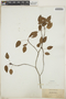 Croton lucidus L., Puerto Rico, A. A. Heller 6213, F
