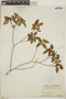 Croton lucidus L., Jamaica, C. F. Millspaugh 1199, F