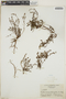 Croton nummulariifolius image