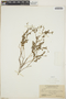 Croton nummulariifolius image