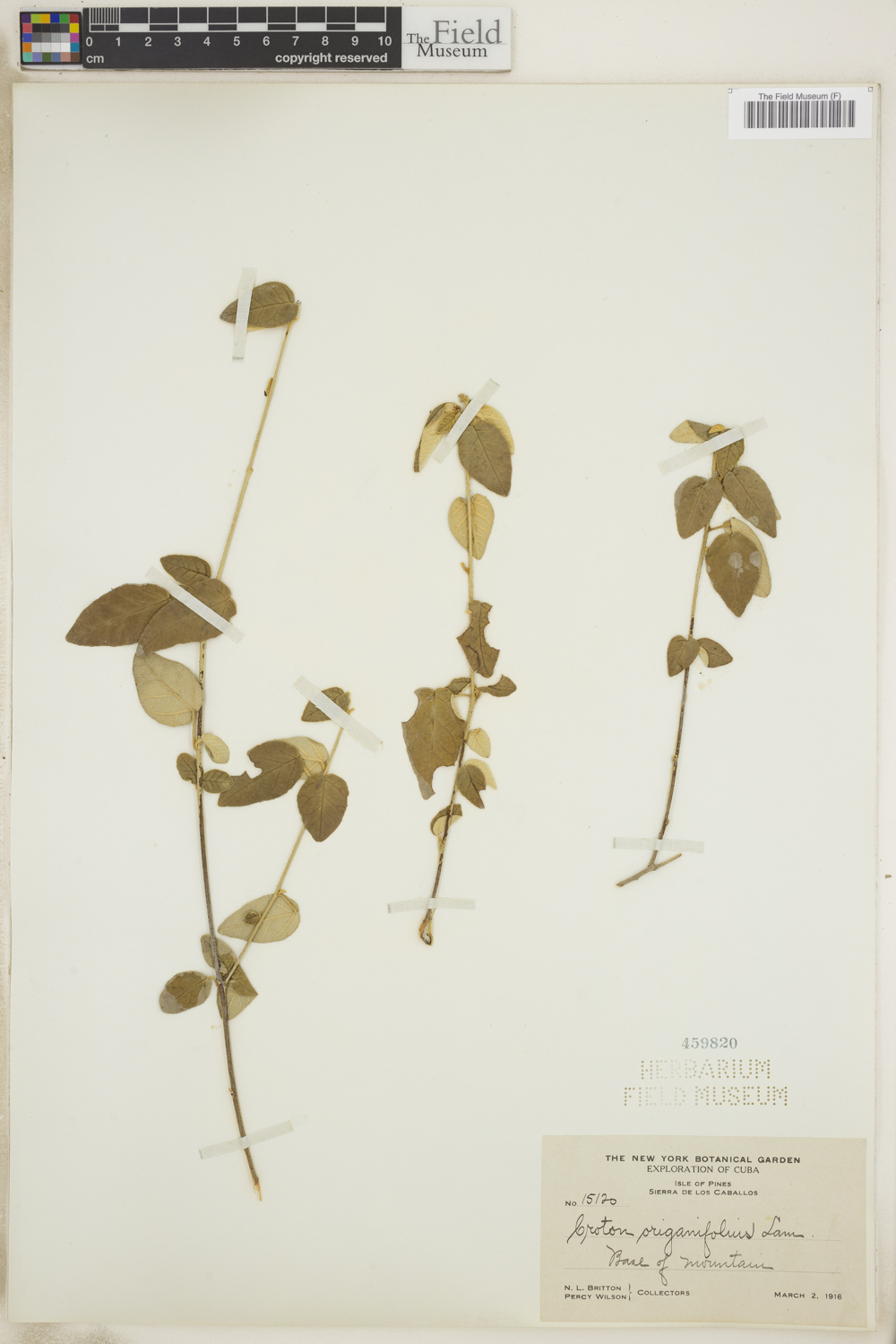 Croton origanifolius image