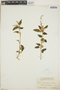 Croton origanifolius image
