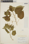 Croton hircinus Vent., Saint Lucia, D. Potter 5506, F