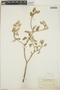 Croton punctatus Jacq., Bermuda, F. S. Collins 213, F