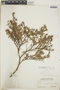 Croton rosmarinoides image