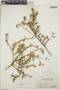 Croton rosmarinoides image