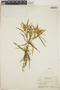 Croton sagraeanus image