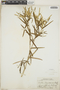 Croton sagraeanus image