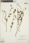 Croton sidifolius image
