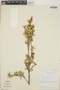 Croton sidifolius Lam., Dominican Republic, Bro. A. H. Liogier 18477, F
