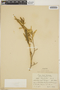 Croton stenophyllus image