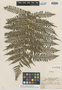 Cyathea subbullata Copel., Fiji, H. St. John 18304, Isotype, F