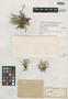 Selaginella riddellii Van Eselt., U.S.A., J. Reverchon 1632, Paratype, F