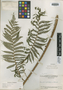 Nephelea tryoniana Gastony, Guatemala, J. A. Steyermark 30009, Holotype, F