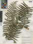 Nephelea tryoniana Gastony, Guatemala, J. A. Steyermark 30009, Holotype, F