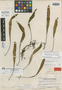 Polypodium peltatum var. interjectum Weath., Guatemala, P. C. Standley 60957, Holotype, F