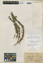 Urostachys serratus var. japonica-neotropicus Herter ex Nessel, Cuba, E. L. Ekman 5498, Isolectotype, F