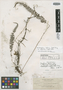 Dryopteris gracilis Copel., Philippines, A. D. E. Elmer 11520, Isotype, F
