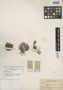 Selaginella scopulorum Maxon, U.S.A., L. N. Goodding 483, Paratype, F