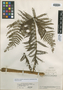 Alsophila scabriuscula var. guatemalensis Riba, Guatemala, J. A. Steyermark 49417, Holotype, F
