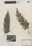 Dicksonia deplanchei Vieill., NEW CALEDONIA, E. F. Deplanche 168 [Vieillard Herb. 2248], Isosyntype, F