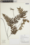 Adiantum latifolium Lam., Peru, H. Beltrán S. 5631, F