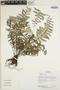 Asplenium rutaceum (Willd.) Mett., Ecuador, R. Aguinda 1692, F