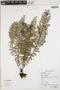 Asplenium rutaceum (Willd.) Mett., Peru, N. Salinas R., F