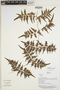 Lygodium venustum Sw., Bolivia, J. Urrelo et al. 483, F