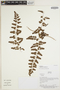 Lygodium venustum Sw., Bolivia, J. Urrelo 192-A, F