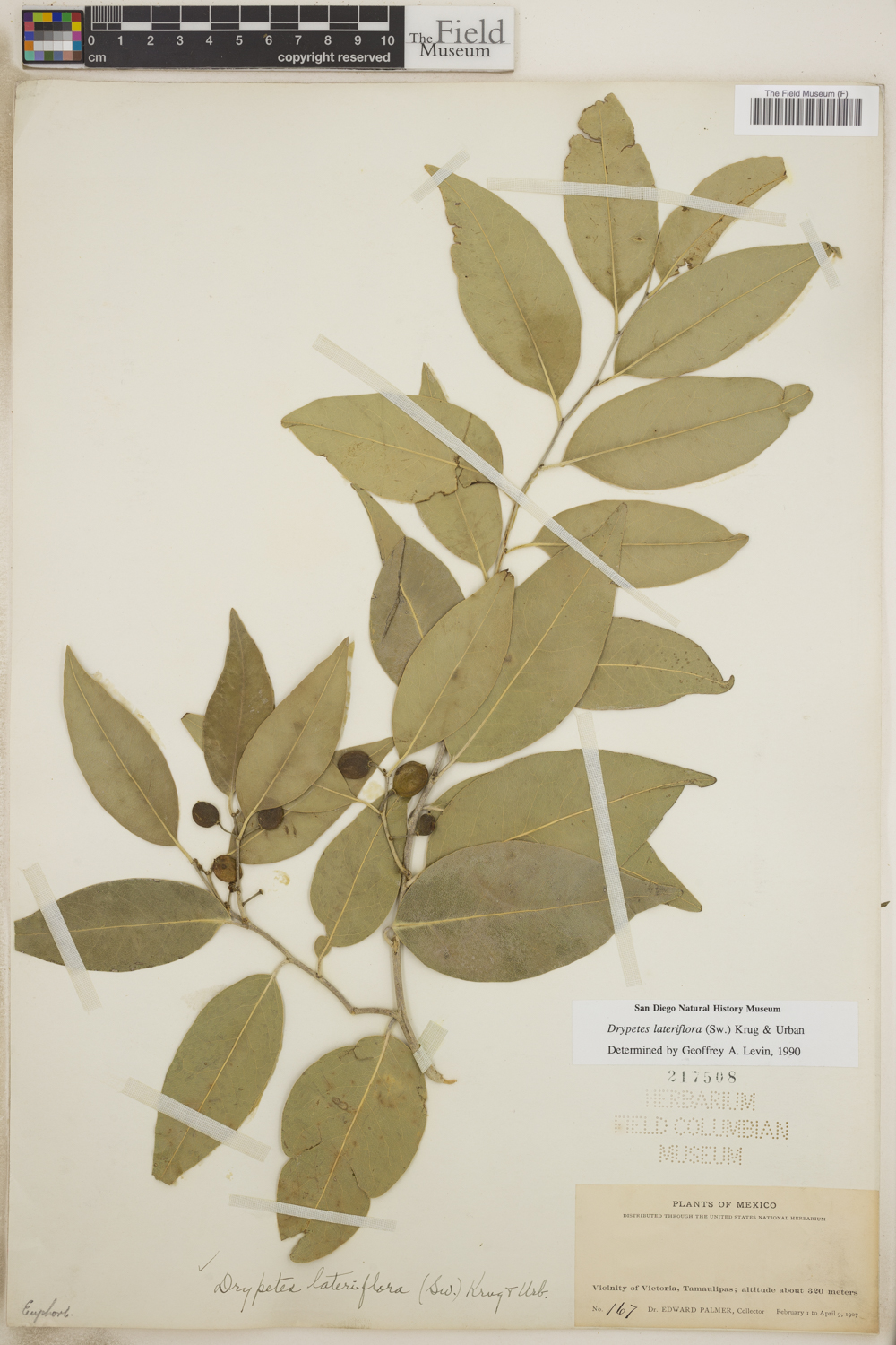 Drypetes lateriflora image