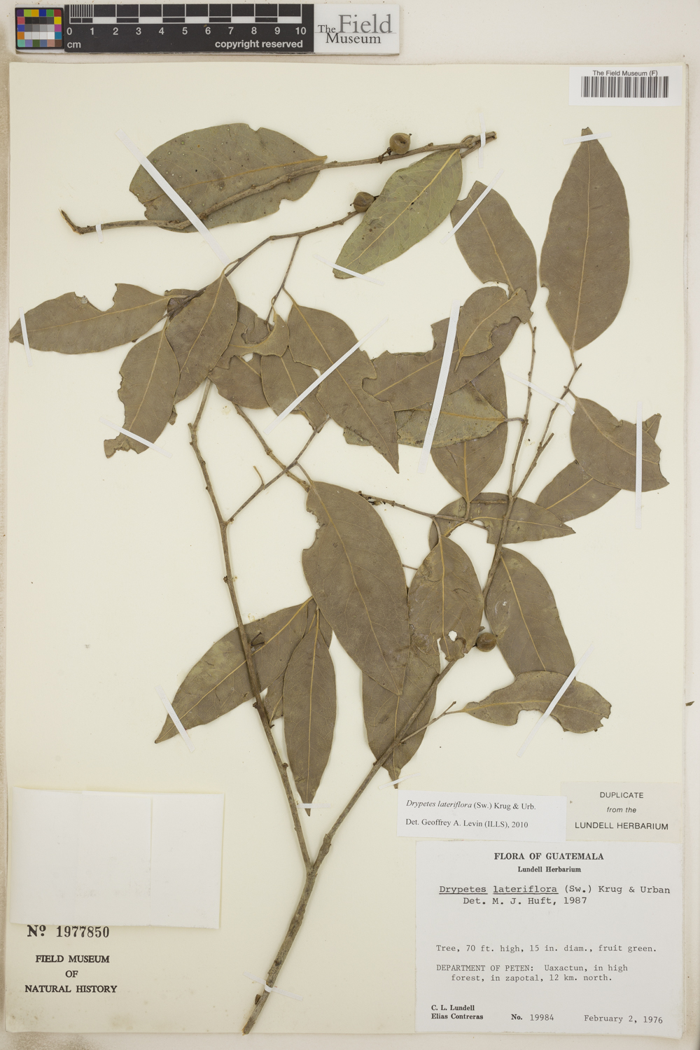 Putranjivaceae image