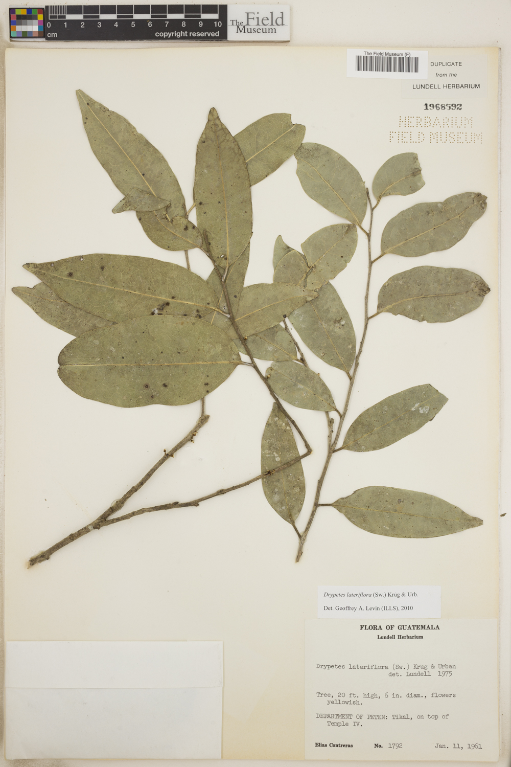 Drypetes lateriflora image