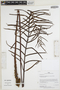 Parablechnum cordatum (Desv.) Gasper & Salino, Peru, N. Salinas R., F
