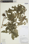 Parapolystichum effusum (Sw.) Ching, Peru, H. Beltrán S. 5731, F