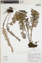Pleopeltis Humb. & Bonpl. ex Willd., Ecuador, W. A. Palacios, F