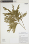 Selaginella lechleri Hieron., Ecuador, W. A. Palacios, F