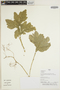 Selaginella P. Beauv., Peru, H. Beltrán S. 5366, F