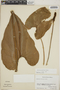 Anthurium huixtlense image