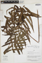 Thelypteris arborescens (Humb. & Bonpl. ex Willd.) C. V. Morton, Peru, V. Uliana et al., F